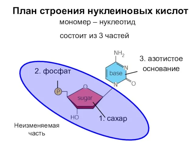 План строения нуклеиновых кислот мономер – нуклеотид 2. фосфат 1. сахар 3. азотистое
