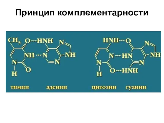 Принцип комплементарности