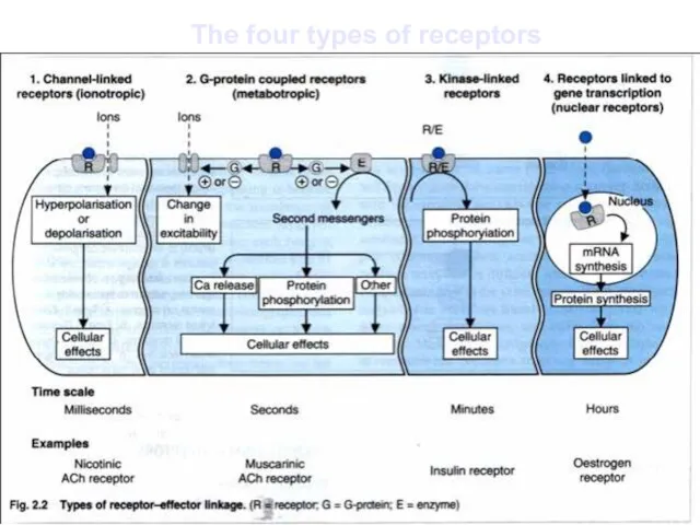 The four types of receptors