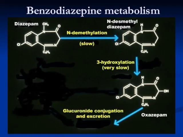 Benzodiazepine metabolism