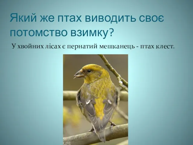 Який же птах виводить своє потомство взимку? У хвойних лісах є пернатий мешканець - птах клест.