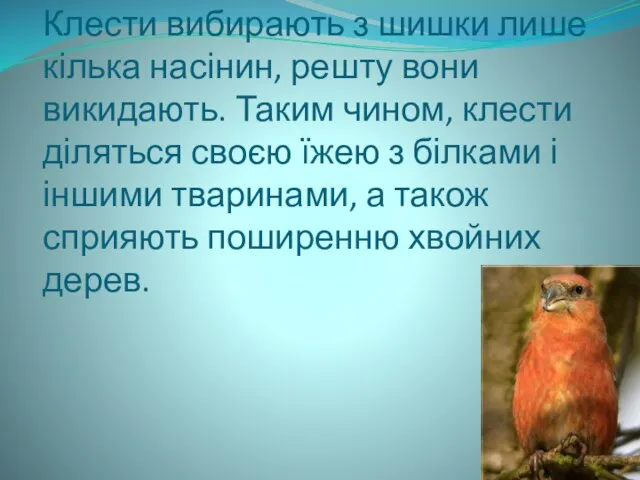 Клести вибирають з шишки лише кілька насінин, решту вони викидають.