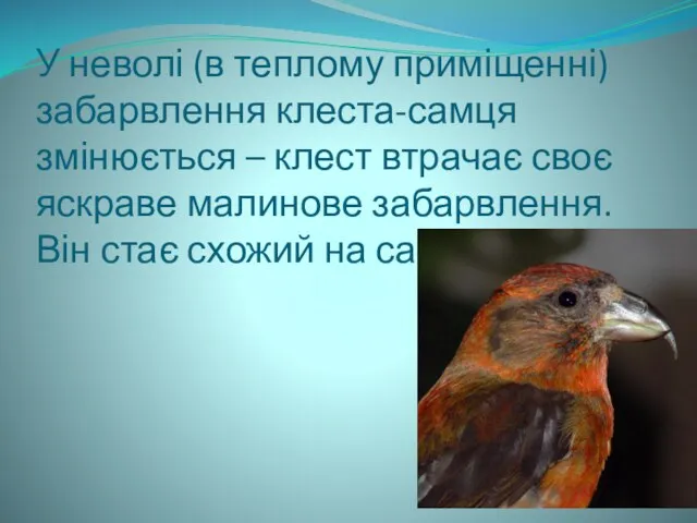 У неволі (в теплому приміщенні) забарвлення клеста-самця змінюється – клест