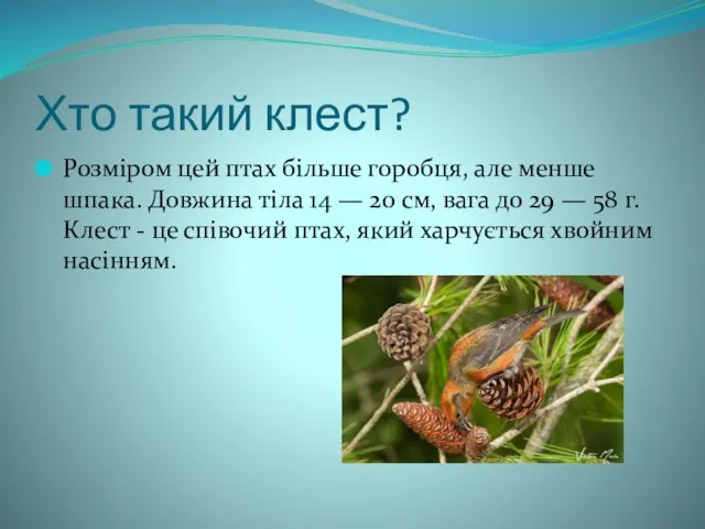 Хто такий клест? Розміром цей птах більше горобця, але менше