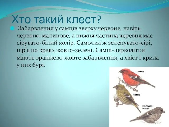 Хто такий клест? Забарвлення у самців зверху червоне, навіть червоно-малинове,