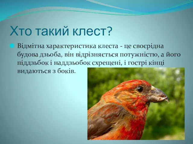 Хто такий клест? Відмітна характеристика клеста - це своєрідна будова