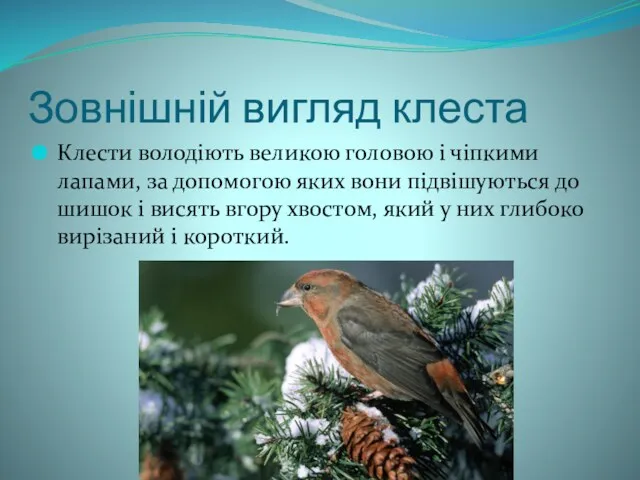 Зовнішній вигляд клеста Клести володіють великою головою і чіпкими лапами,