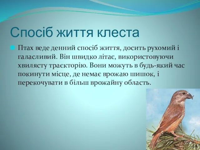 Спосіб життя клеста Птах веде денний спосіб життя, досить рухомий