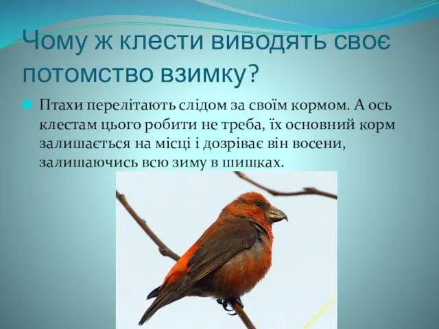 Чому ж клести виводять своє потомство взимку? Птахи перелітають слідом