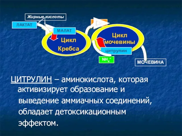 ЦИТРУЛИН – аминокислота, которая активизирует образование и выведение аммиачных соединений, обладает детоксикационным эффектом.