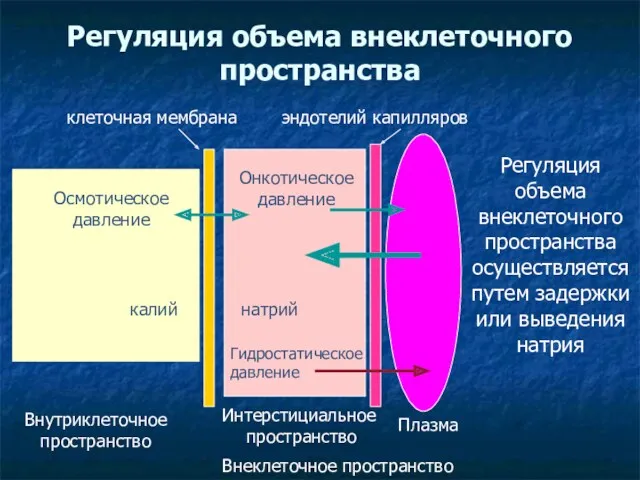 Регуляция объема внеклеточного пространства клеточная мембрана эндотелий капилляров Внутриклеточное пространство