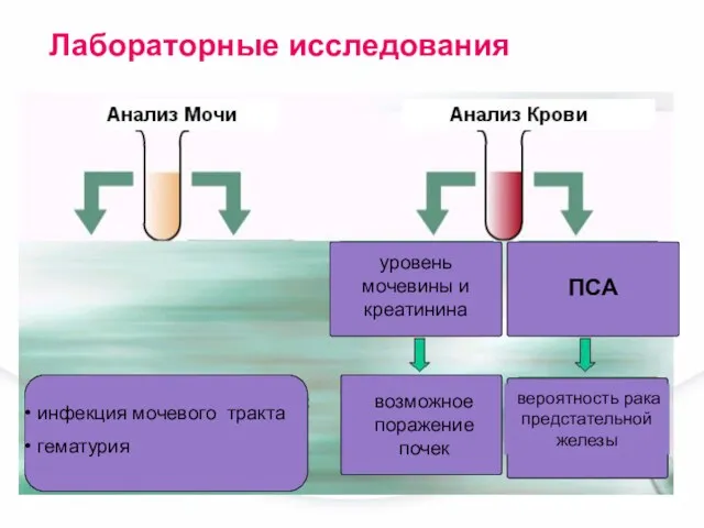 инфекция мочевого тракта гематурия уровень мочевины и креатинина возможное поражение