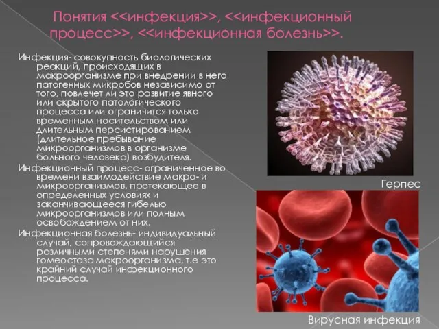 Понятия >, >, >. Инфекция- совокупность биологических реакций, происходящих в