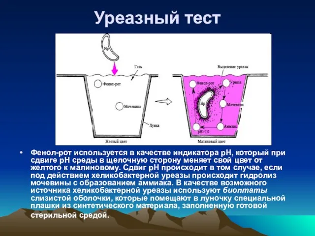 Уреазный тест Фенол-рот используется в качестве индикатора рН, который при