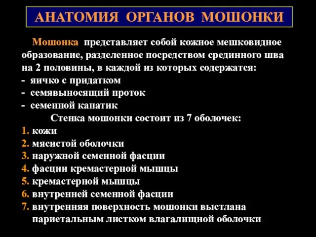 АНАТОМИЯ ОРГАНОВ МОШОНКИ Мошонка представляет собой кожное мешковидное образование, разделенное