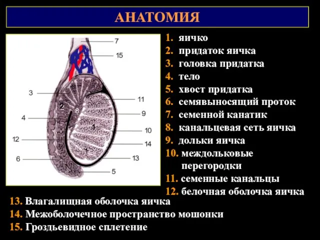 АНАТОМИЯ 1. яичко 2. придаток яичка 3. головка придатка 4.