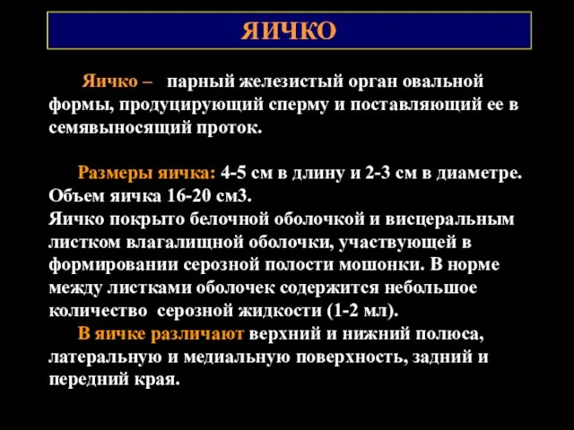 ЯИЧКО Яичко – парный железистый орган овальной формы, продуцирующий сперму