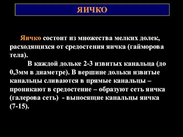 ЯИЧКО Яичко состоит из множества мелких долек, расходящихся от средостения