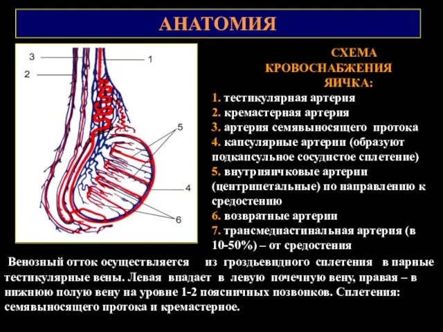 АНАТОМИЯ СХЕМА КРОВОСНАБЖЕНИЯ ЯИЧКА: 1. тестикулярная артерия 2. кремастерная артерия
