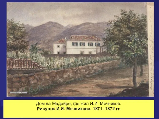 Дом на Мадейре, где жил И.И. Мечников. Рисунок И.И. Мечникова. 1871–1872 гг.