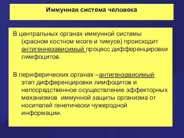 Иммунная система человека В центральных органах иммунной системы (красном костном мозге и тимусе)