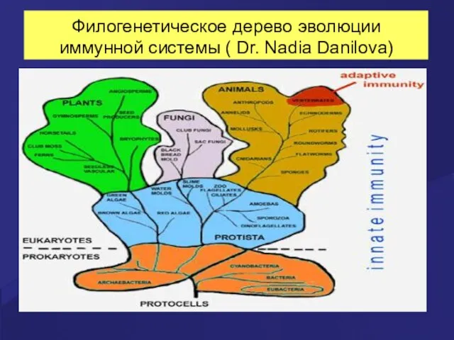 Филогенетическое дерево эволюции иммунной системы ( Dr. Nadia Danilova)