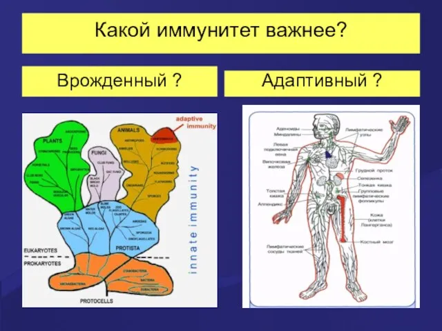 Какой иммунитет важнее? Врожденный ? Адаптивный ?