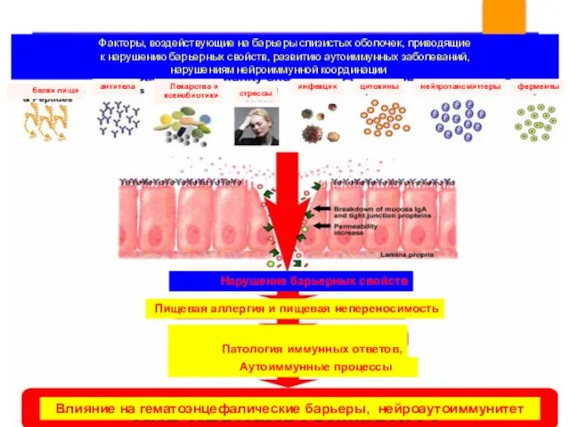Нарушение барьерных свойств Пищевая аллергия и пищевая непереносимость Патология иммунных ответов, Аутоиммунные процессы