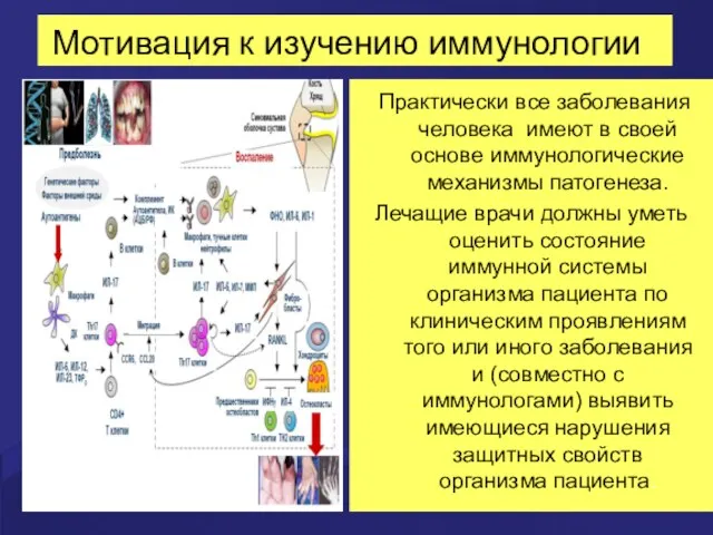 Мотивация к изучению иммунологии Практически все заболевания человека имеют в