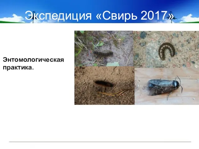 Экспедиция «Свирь 2017» Энтомологическая практика.