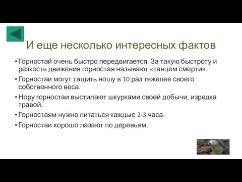 Горностай очень быстро передвигается. За такую быстроту и резкость движения