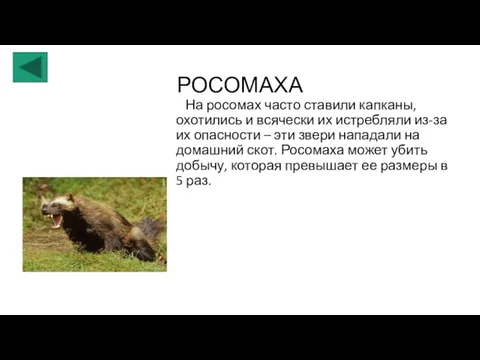 РОСОМАХА На росомах часто ставили капканы, охотились и всячески их