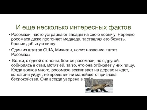 Росомахи часто устраивают засады на свою добычу. Нередко росомаха даже