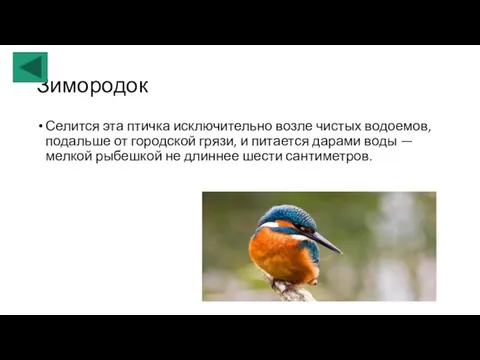 Зимородок Селится эта птичка исключительно возле чистых водоемов, подальше от