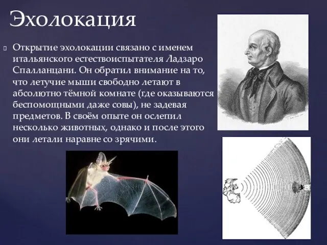 Открытие эхолокации связано с именем итальянского естествоиспытателя Ладзаро Спалланцани. Он