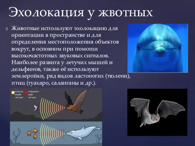 Животные используют эхолокацию для ориентации в пространстве и для определения местоположения объектов вокруг,