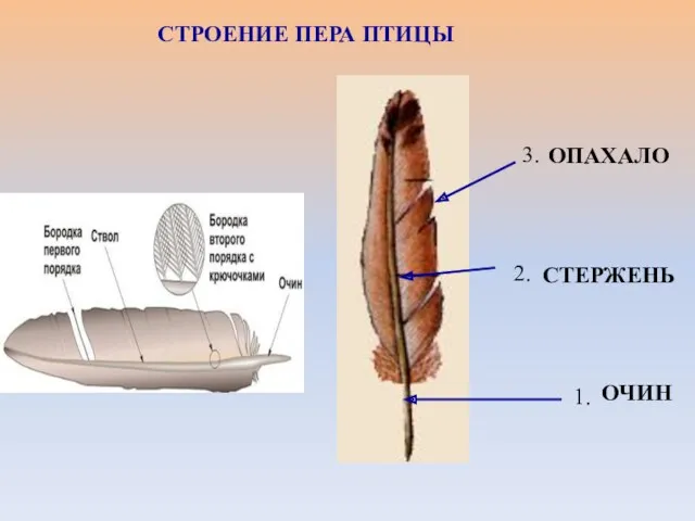 СТРОЕНИЕ ПЕРА ПТИЦЫ ОПАХАЛО ОЧИН СТЕРЖЕНЬ 2. 1. 3.