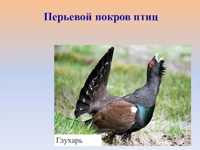 Глухарь Перьевой покров птиц