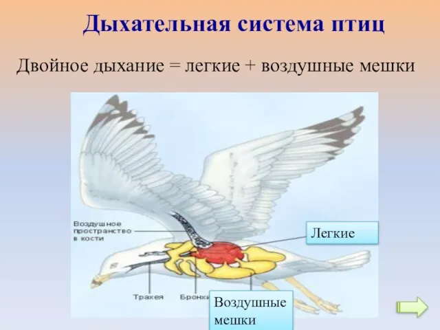 Двойное дыхание = легкие + воздушные мешки Легкие Воздушные мешки Дыхательная система птиц