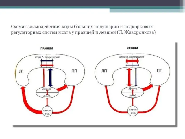 Схема взаимодействия коры больших полушарий и подкорковых регуляторных систем мозга у правшей и левшей (Л. Жаворонкова)
