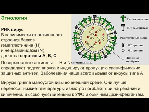 Этиология РНК вирус В зависимости от антигенного строения белков гемагглютинина (Н) и нейраминидазы