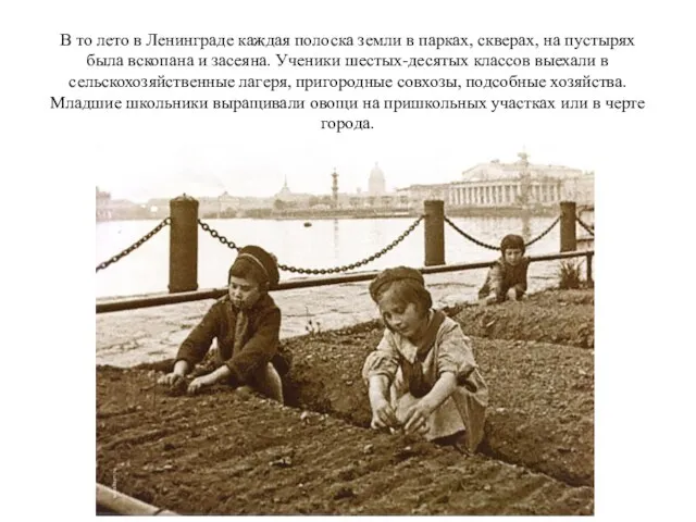 В то лето в Ленинграде каждая полоска земли в парках, скверах, на пустырях