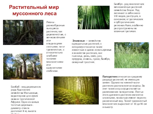 Растительный мир муссонного леса Бамбук - род многолетних вечнозелёных растений