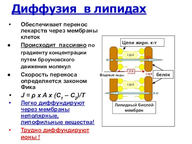 Диффузия в липидах Обеспечивает перенос лекарств через мембраны клеток Происходит пассивно по градиенту