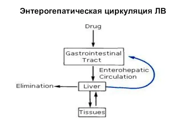 Энтерогепатическая циркуляция ЛВ