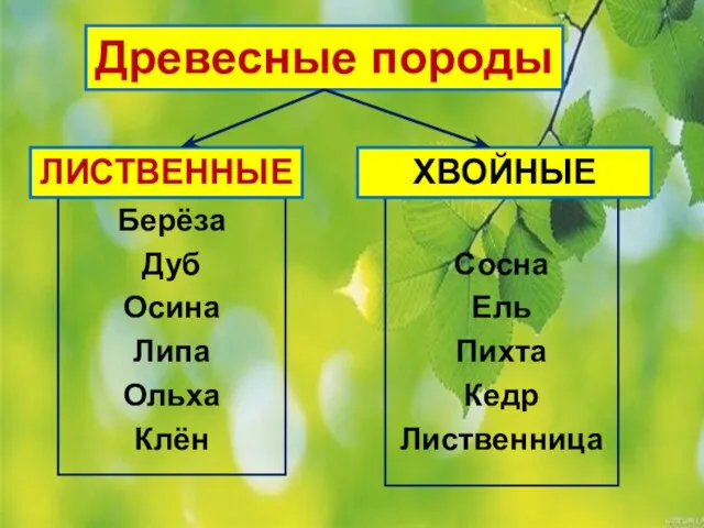 Древесные породы Берёза Дуб Осина Липа Ольха Клён Сосна Ель Пихта Кедр Лиственница ЛИСТВЕННЫЕ ХВОЙНЫЕ