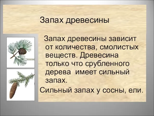 Запах древесины Запах древесины зависит от количества, смолистых веществ. Древесина