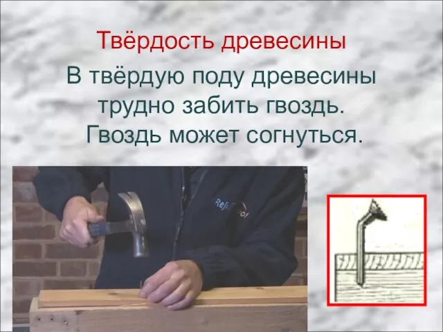 Твёрдость древесины В твёрдую поду древесины трудно забить гвоздь. Гвоздь может согнуться.