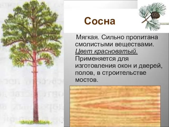 Сосна Мягкая. Сильно пропитана смолистыми веществами. Цвет красноватый. Применяется для