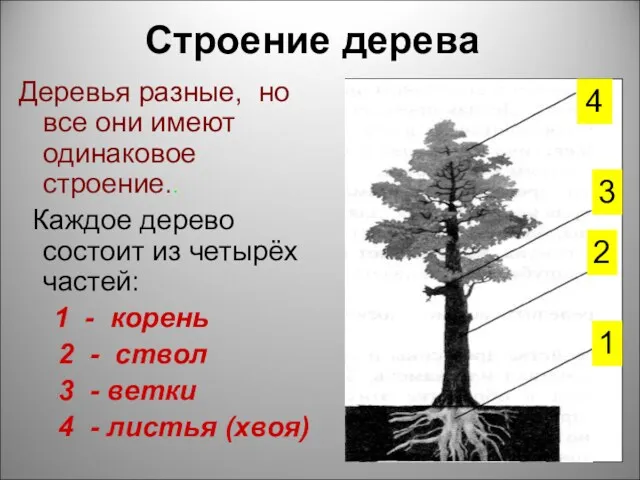 Строение дерева Деревья разные, но все они имеют одинаковое строение..
